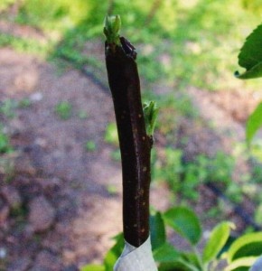 Весенняя прививка яблони