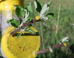 Весенняя прививка яблони