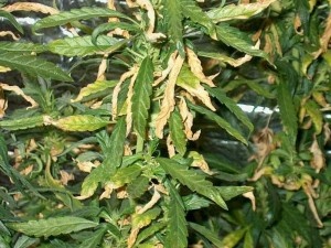 Переизбыток азота в растениях