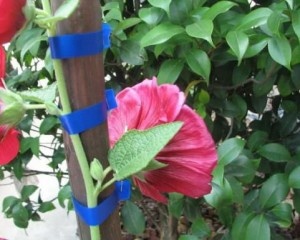 Тапенер - подвязчик винограда, овощей и цветов