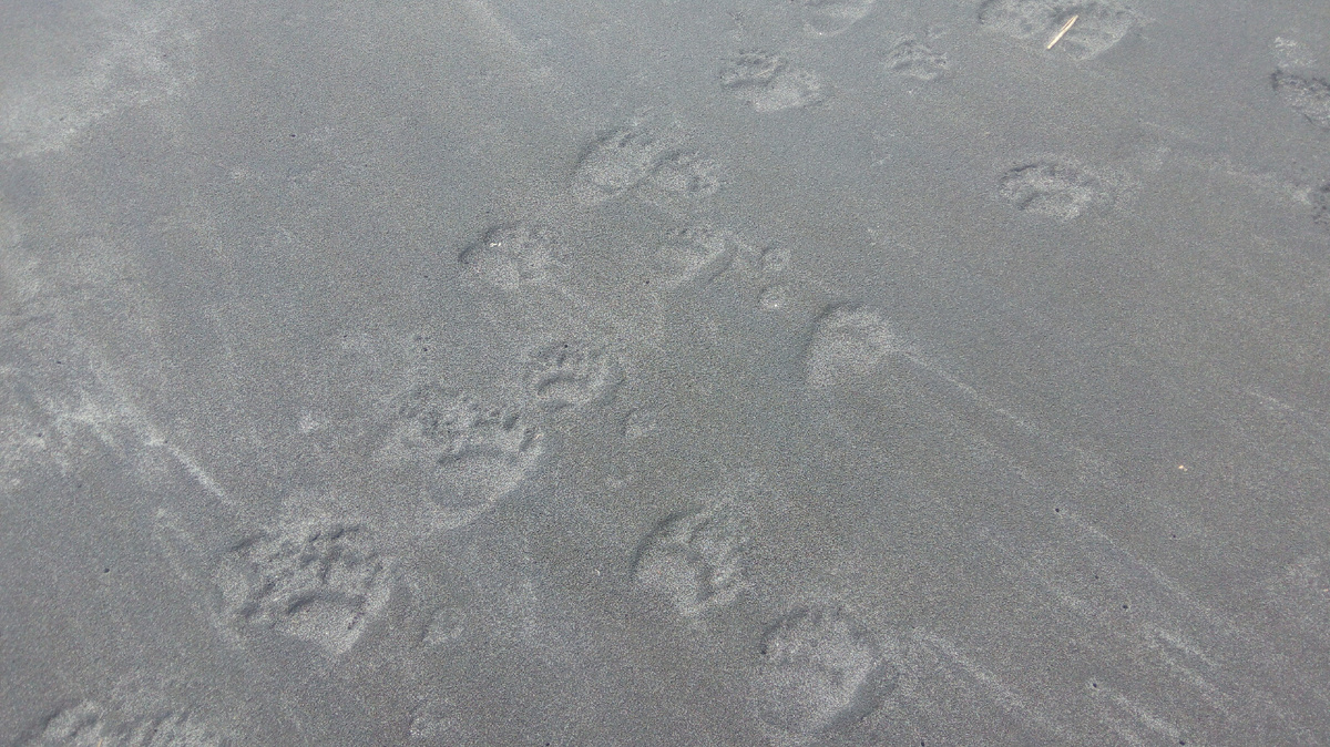 Следы рядом с палатками