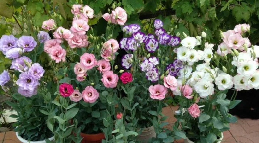 Прекрасная и нежная 