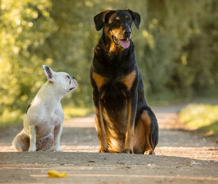 Картинка из сети интернет