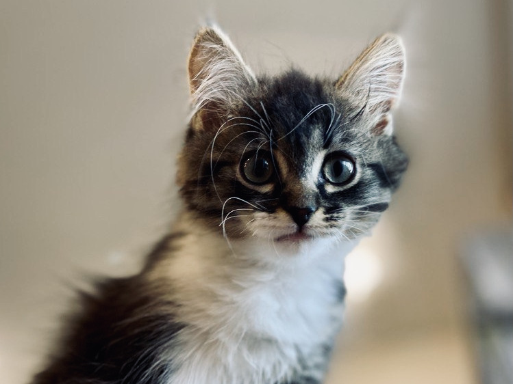 Чудо-юдо наше