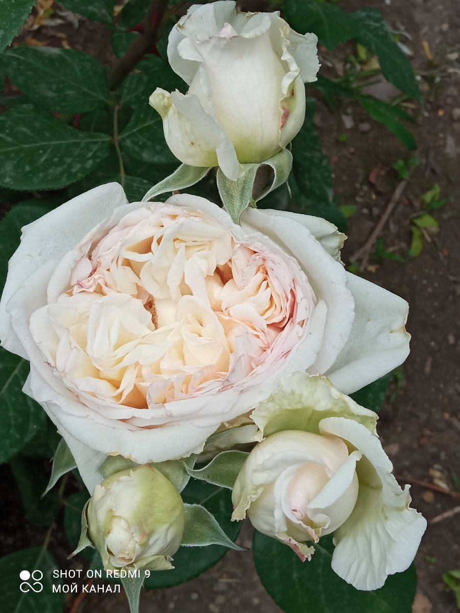 Роза Марианджела Мелато. Новинка 2023г. Фото из моего сада.