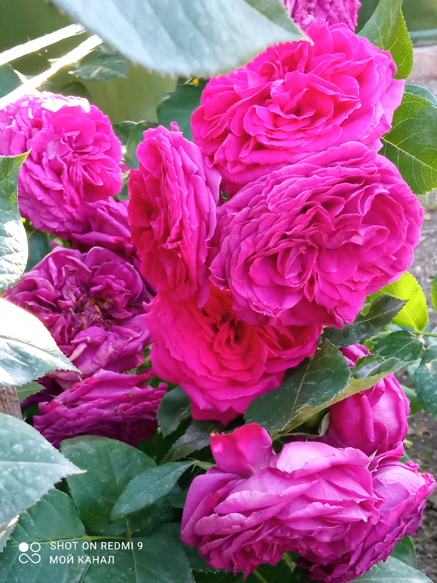 Роза Софи Луиза. Моя новинка в 2023г. Фото из моего сада.