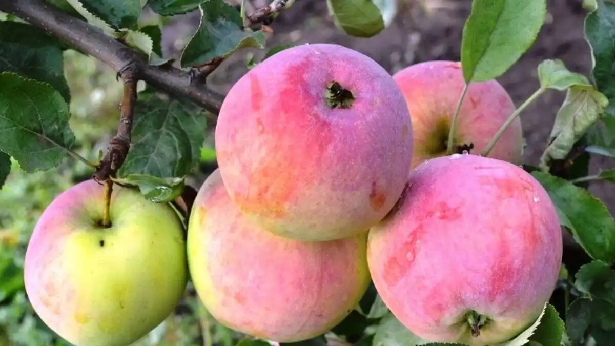 Фото:rosagroeko
Осенний сорт яблони ДАНИЛА имеет устойчивость к парше