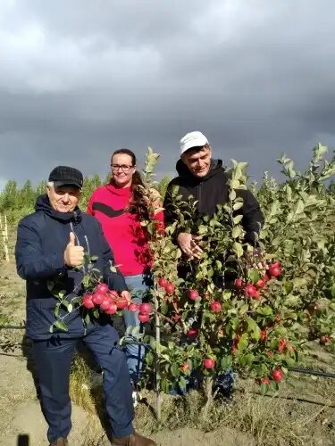Сорт ДАНИЛА – скороплодный, в плодоношение вступает с 5 года после окулировки,источник фото: urfanic