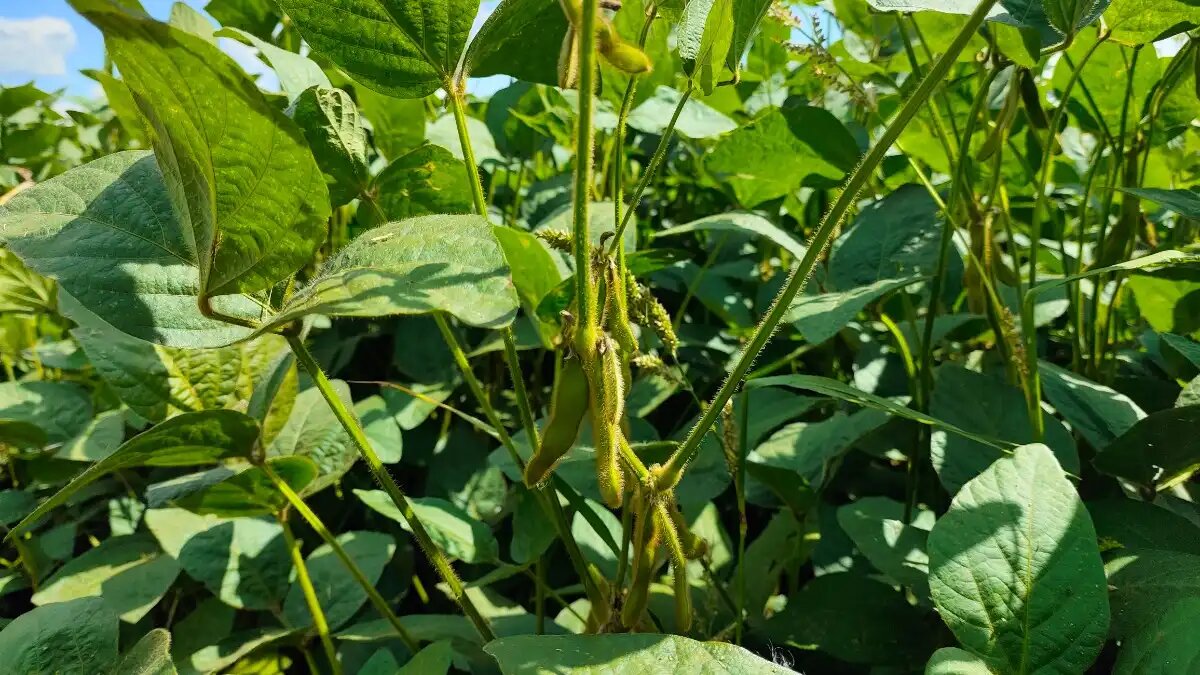 Фото:© Артем Борисов / Glavagronom.ru
Ученые ищут безопасные для почвы и почвенной микрофлоры способы повышения урожайности сои