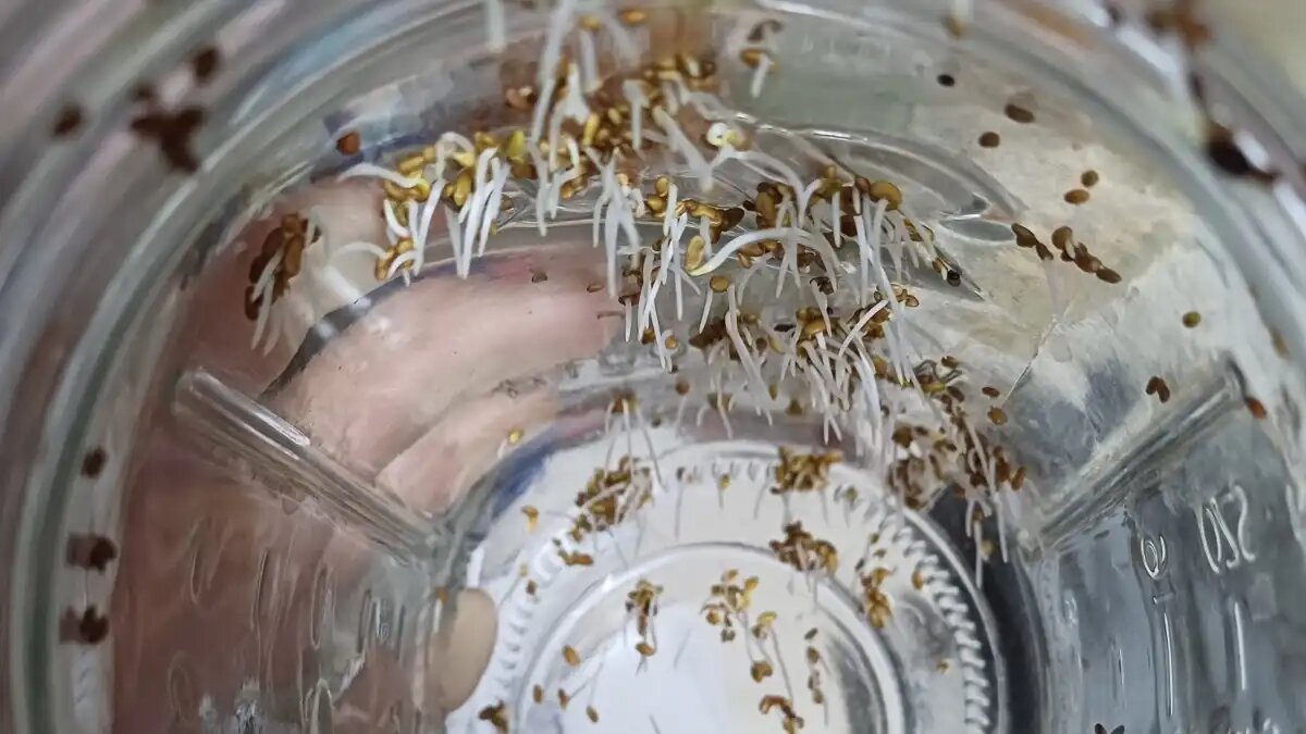 Фото:© Ольга Шульга / Glavagronom.ru
Антиоксиданты в люцерне помогают бороться со свободными радикалами