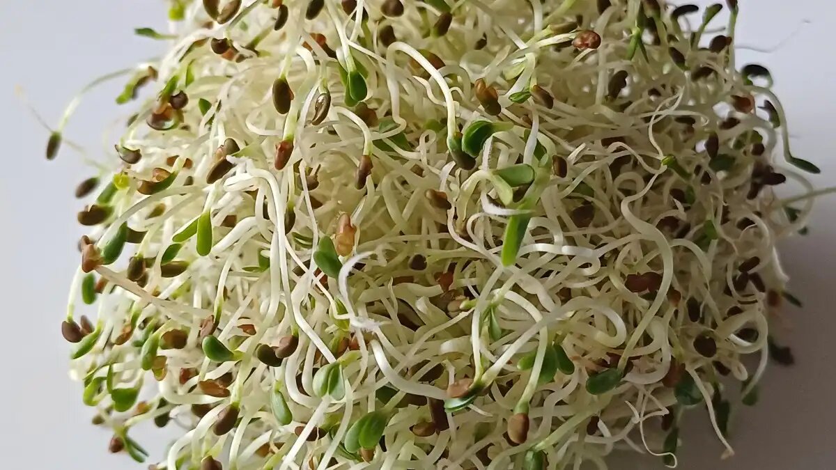 Фото:© Ольга Шульга / Glavagronom.ru
Антиоксиданты в люцерне помогают бороться со свободными радикалами