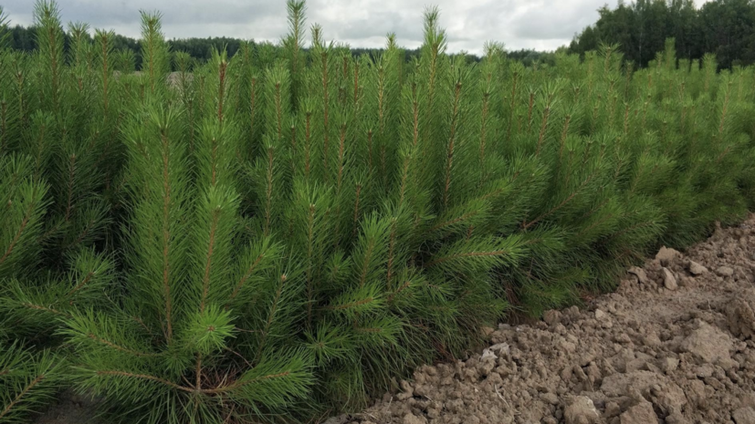    Пресс-служба Комлесхоза МО