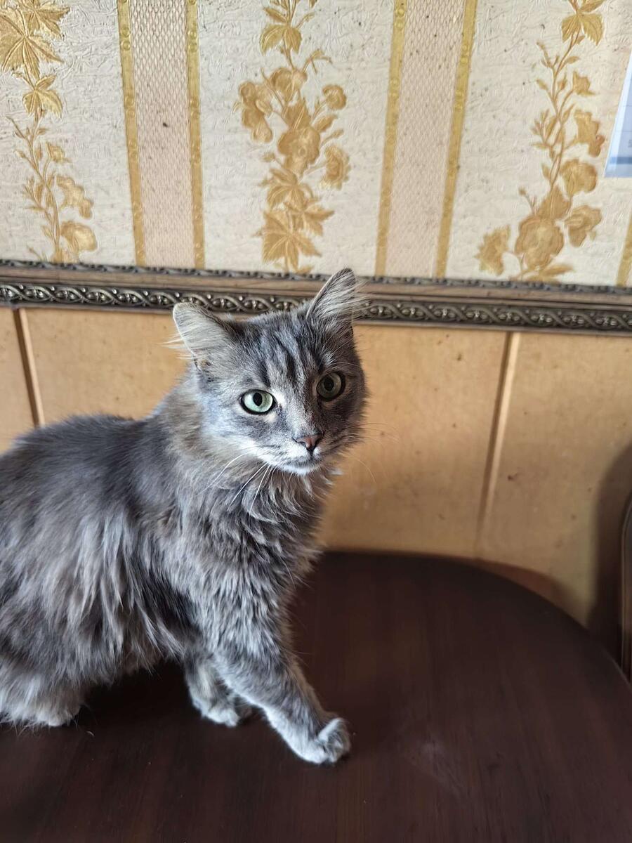 Это наш Лео, главный мурчалкин и обнимашкин.