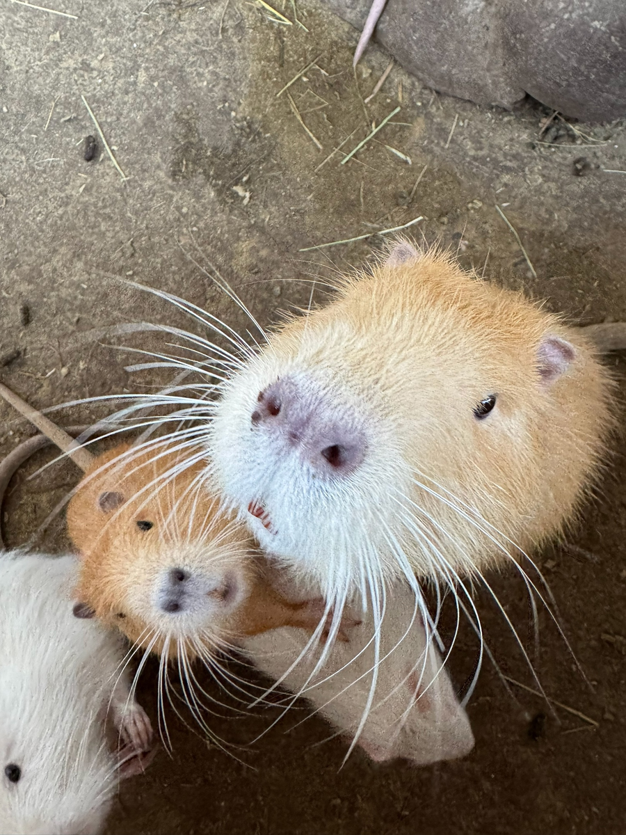 Копибара? Новые обитатели зоопарка «Баба Фрося» – очаровательные нутрии!