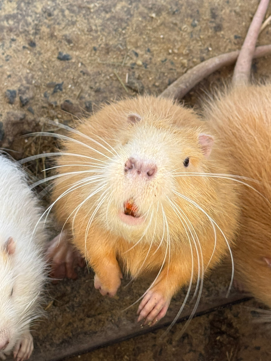 Копибара? Новые обитатели зоопарка «Баба Фрося» – очаровательные нутрии!