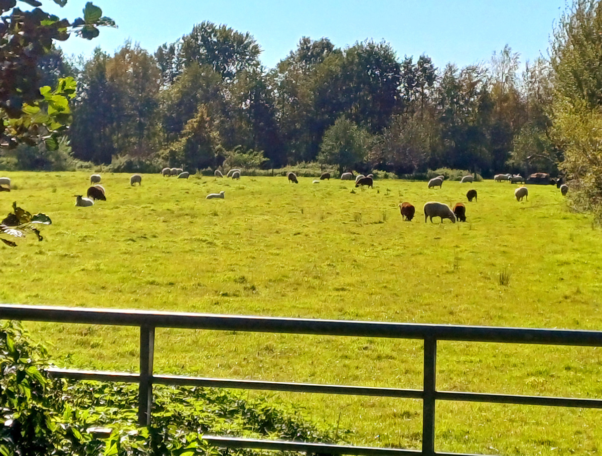 Вот кого генетика не интересует от слова совсем. 😃  Фото автора. 