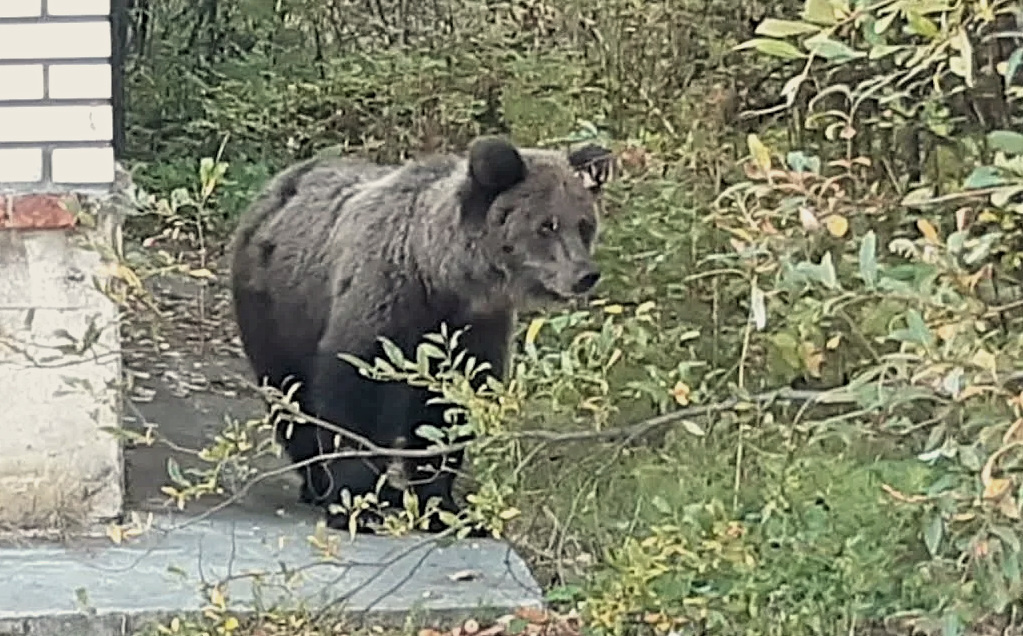 Фото из открытых источников