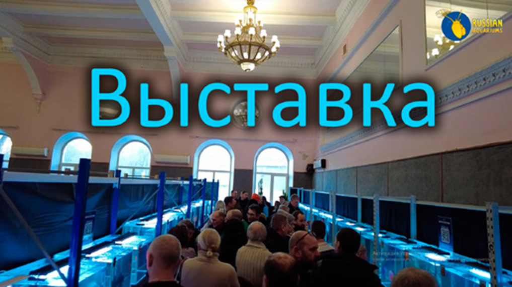 Фото Третьей ежегодной Всероссийской выставки аквариумных рыбок клуба «Русские Аквариумы» в январе 2024 года. Четвёртая выставка-ярмарка в январе 2025 года гораздо больше.