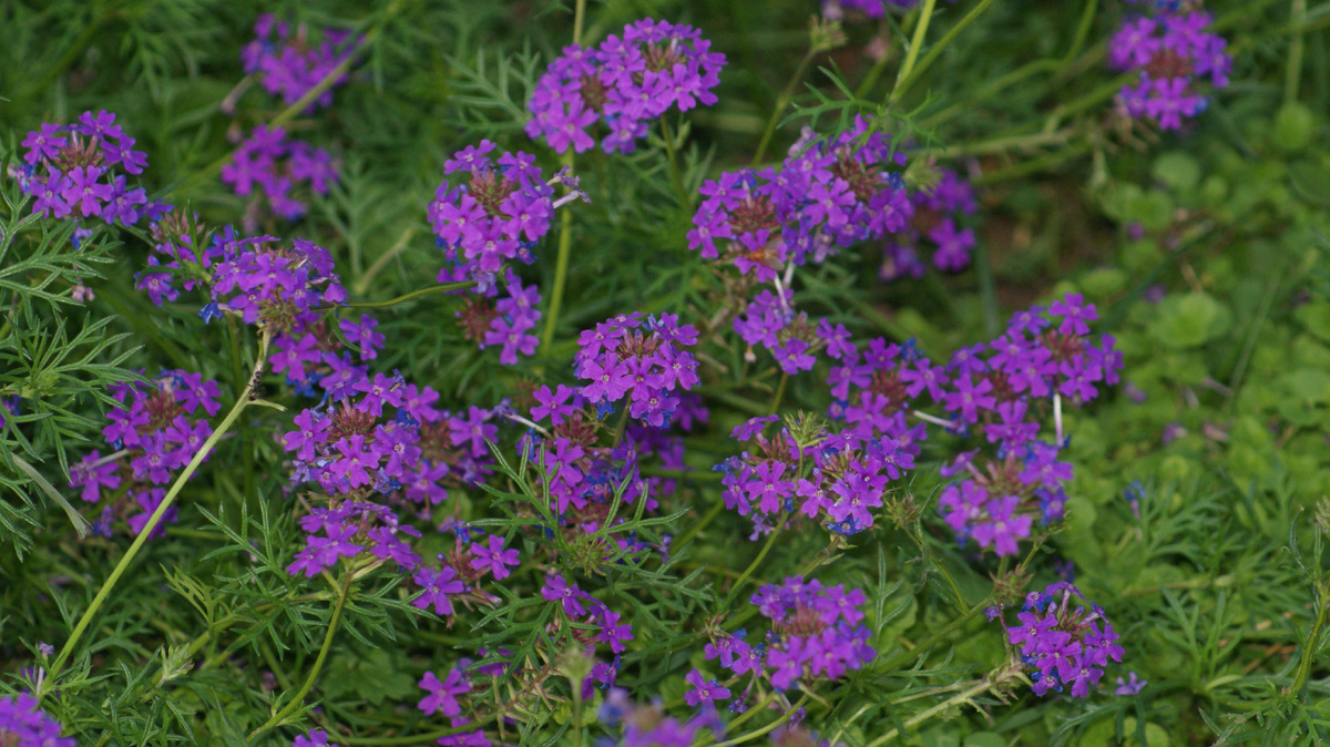 Вербена тонкорассеченная в моём саду