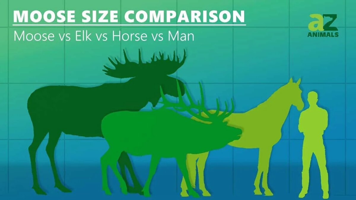 differ in size