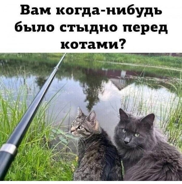 Картинка взята из открытого доступа в сети Интернет