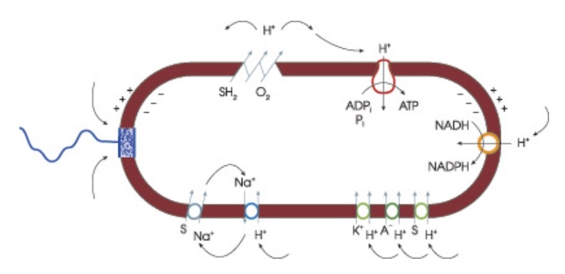 Циркуляция протонов (изображение: www.sciam.ru)
