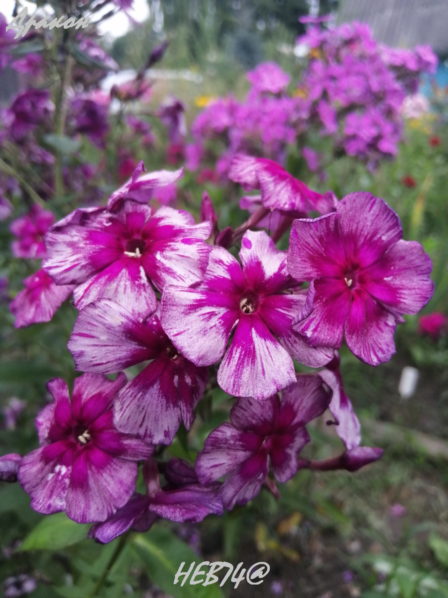 Флокс Дракон