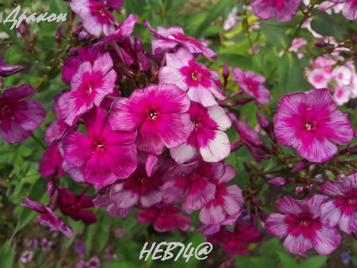 Флокс Дракон