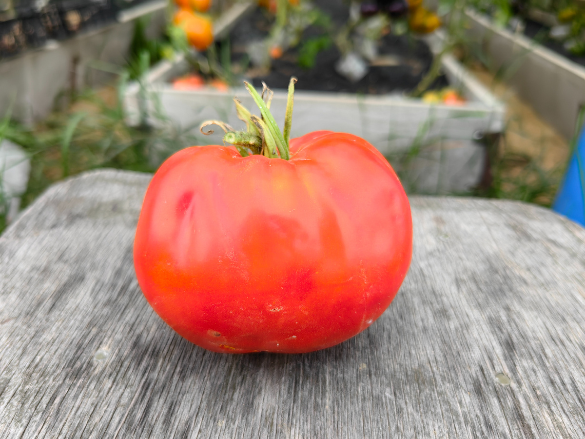 Томат Кулак Поддубного 