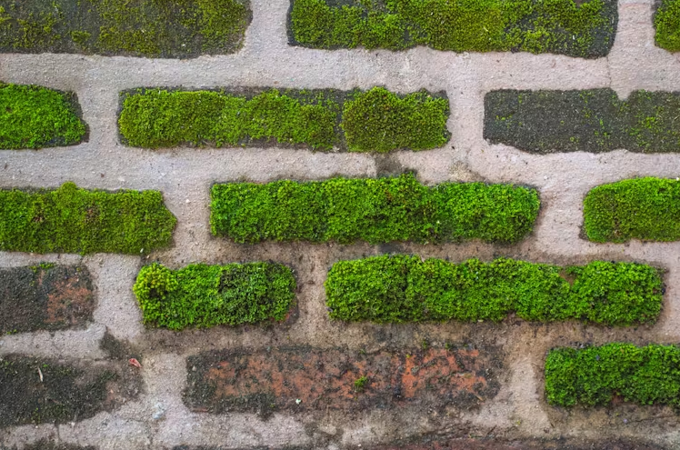 Предмет искреннего восхищения японцев