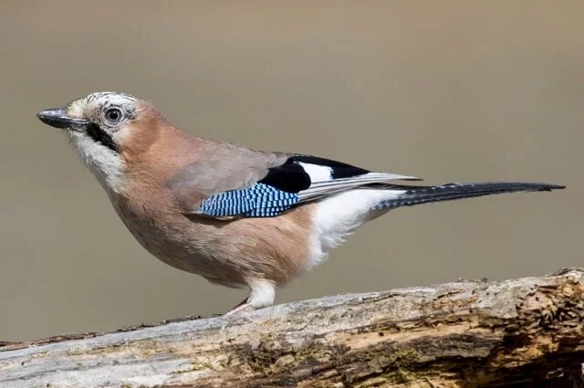    Какой праздник сегодня, 11 декабря 2024 года, и что нельзя делать?