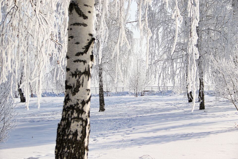    Зима в Барнауле, изморозь на деревьях. Источник: Виталий Барабаш