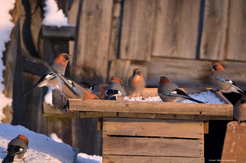    Сойки. Источник: Олег Митрофанов