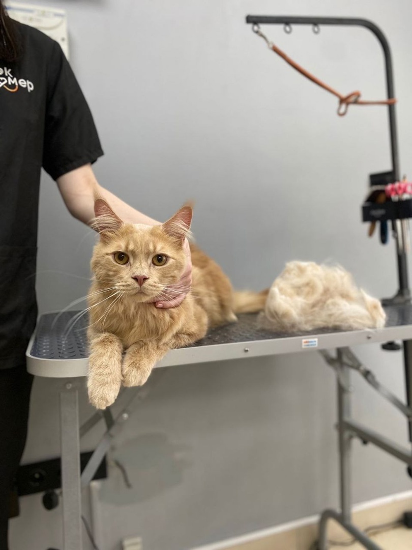 Какой красавчик, не правда ли?