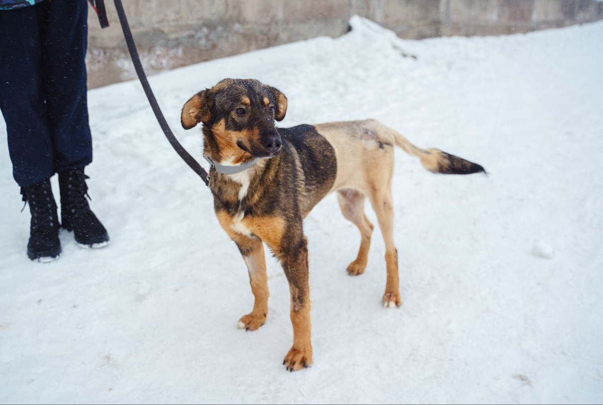 Лова обожает внимание и любит общаться с человеком.