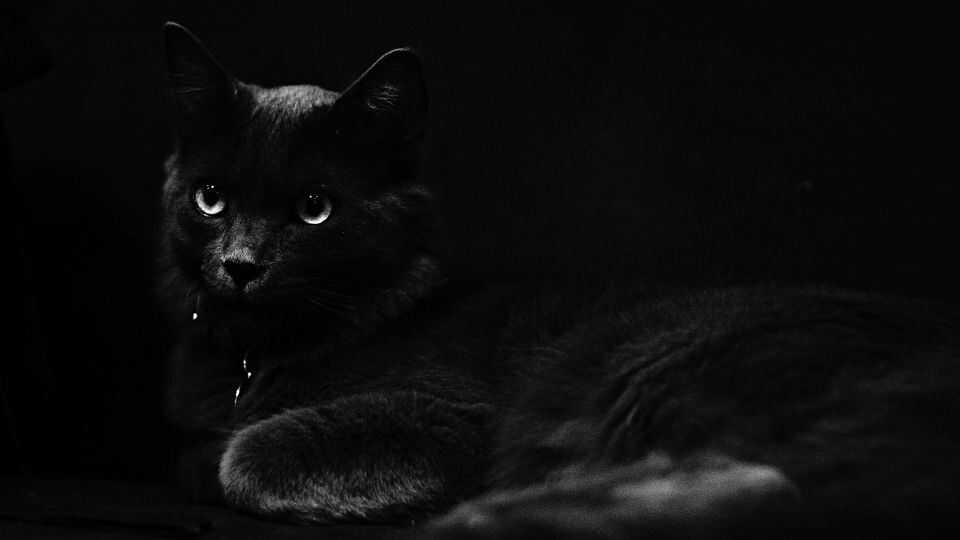    Черный кот. Кошка. Источник: Unsplash.com