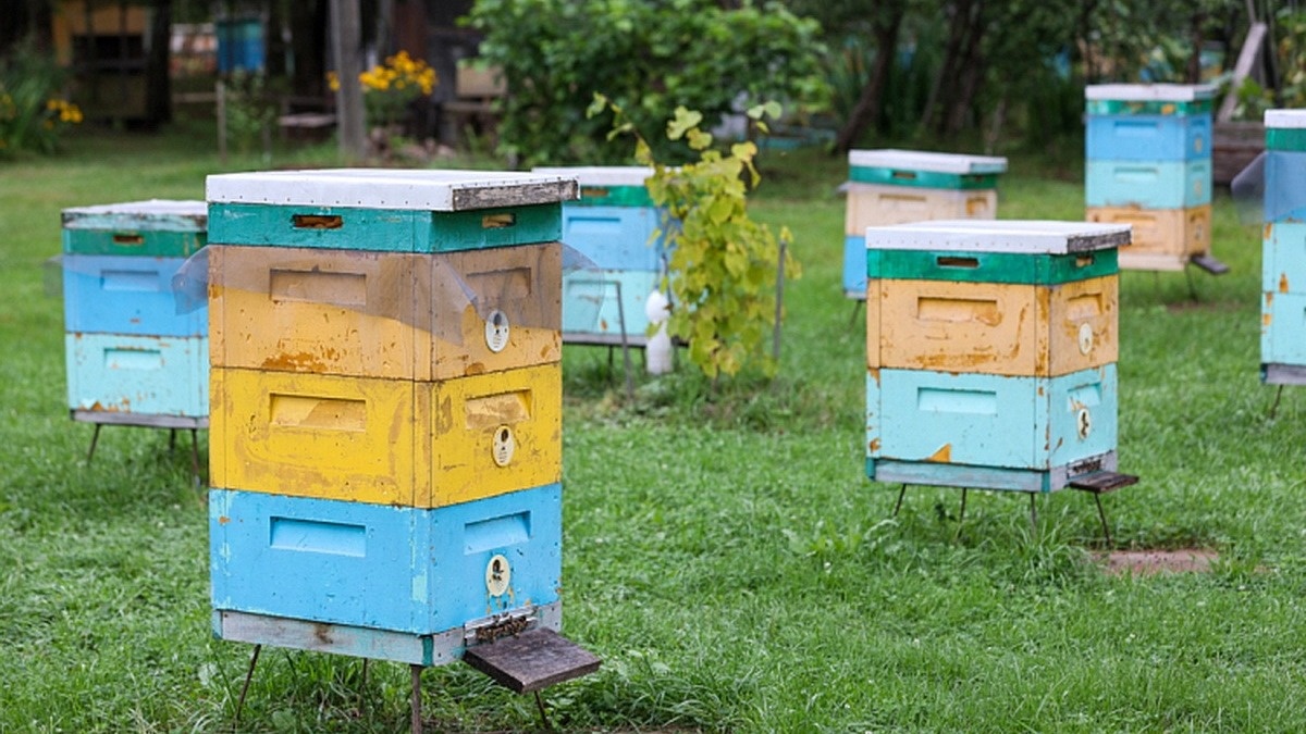     Источник: primorsky.ru