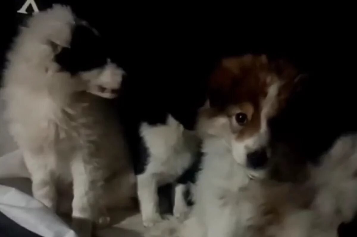    Щенки с удовольствием в приюте едят кашу и сухой корм.