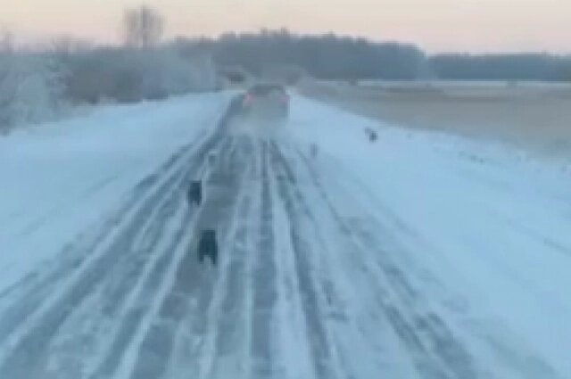    Поначалу щенки разбежались по дороге. Фото: приют "Бездомный ангел"