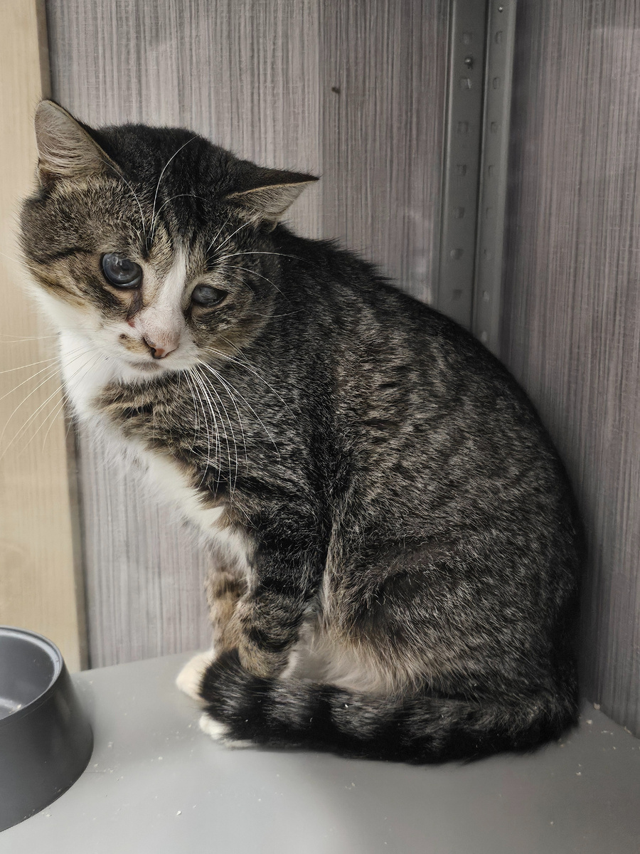 Фото автора. Арашик.