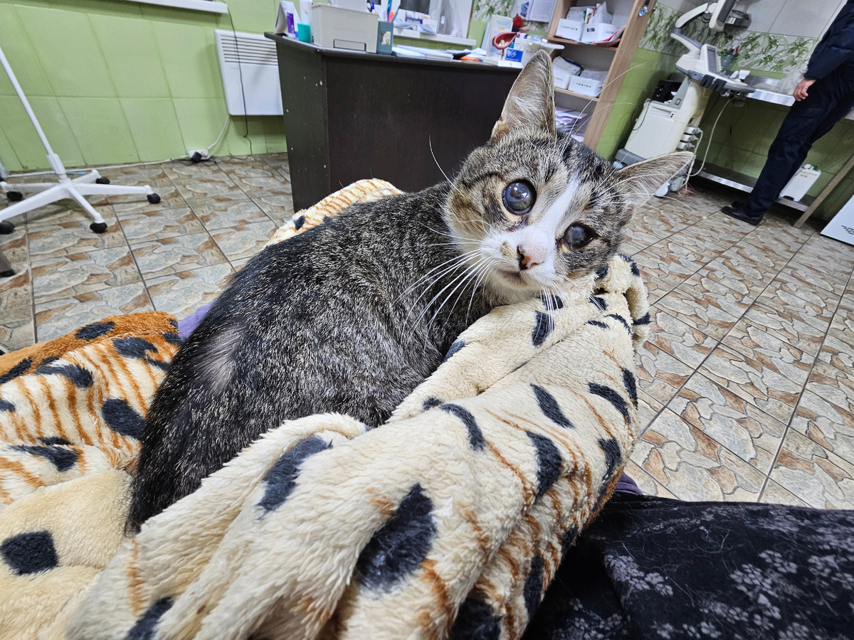 Фото автора. Арашик в клинике на переливании крови.