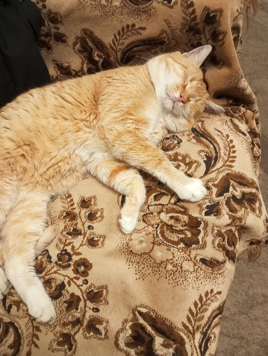 Зависть это плохо. А вот как этим хвостатым не завидовать, это надо спать с таким довольным лицом