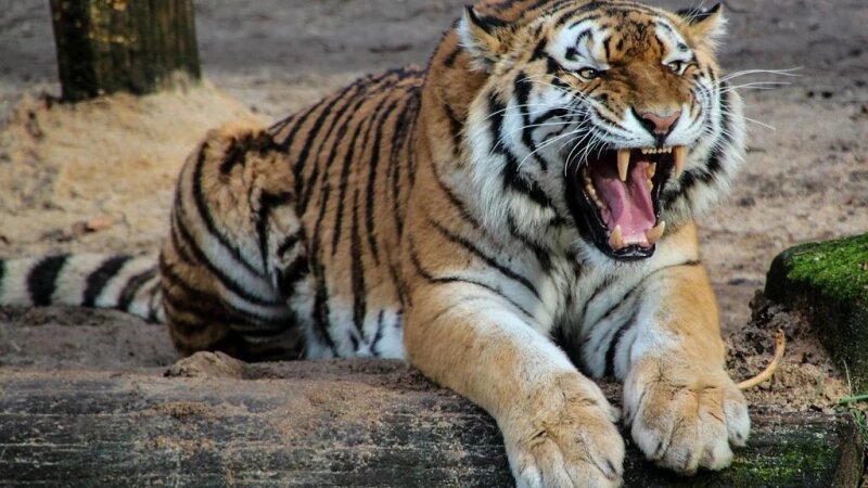     Тигр. Открытые источники в Интернете (СС0)