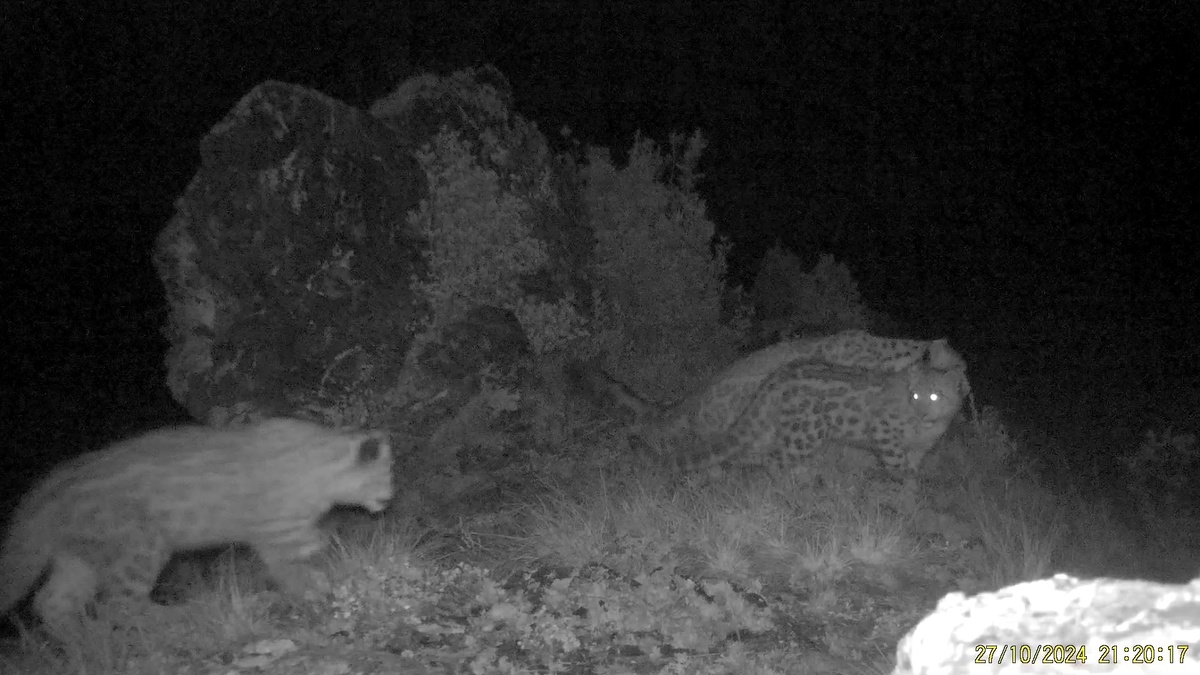     Барсята с любопытством изучили фотоловушку в Саяно-Шушенском заповеднике