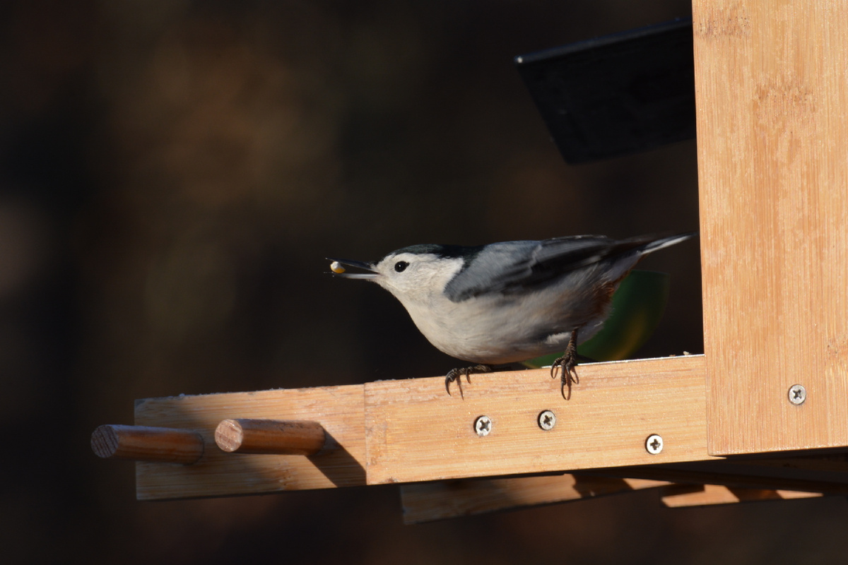 Каролинский поползень (фото автора).