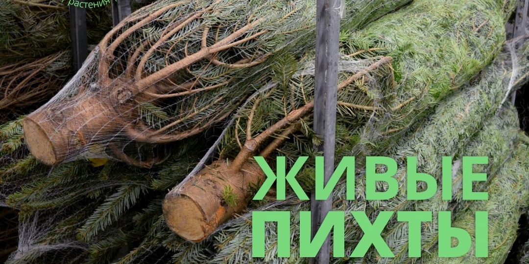 🌲ХРАНЕНИЕ ПИХТ ДО И ПОСЛЕ УСТАНОВКИ 🌲