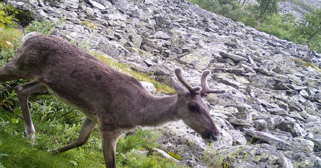    Фото: группа Заповедник «Вишерский» в сети VK Ульяна Бажанова