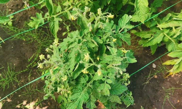    Два ключевых белка повышают эффективность фосфорного питания у томатов и улучшают здоровье растений