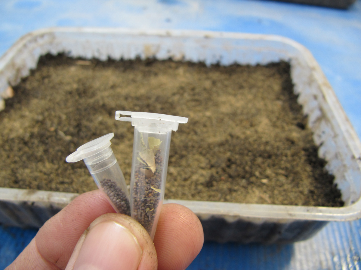 сею львиный зев