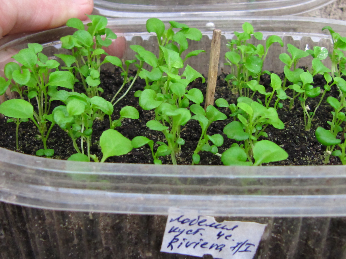 посев лобелии в прошлые годы